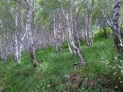 34 Bel bosco di betulle